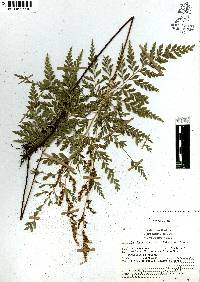 Anemia adiantifolia image