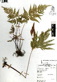 Anemia adiantifolia image