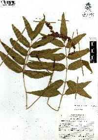 Anemia phyllitidis image