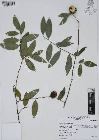 Annona globiflora image