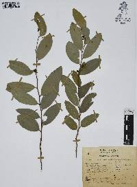 Annona globiflora image