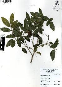 Annona globiflora image