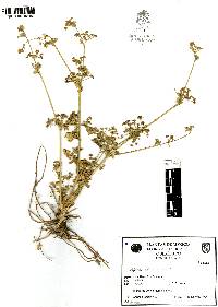 Apium graveolens image