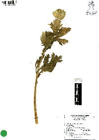 Apium graveolens image