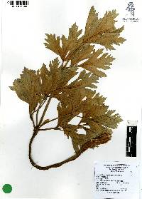 Apium graveolens image