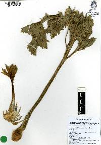 Apium graveolens image