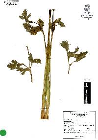 Apium graveolens image