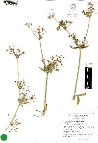 Apium graveolens image