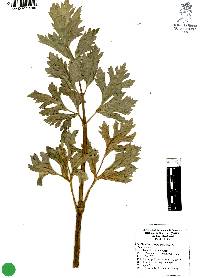 Apium graveolens image