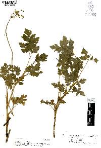 Arracacia aegopodioides image
