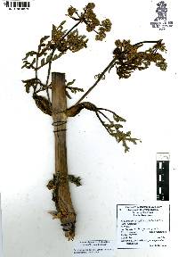 Arracacia rigida image