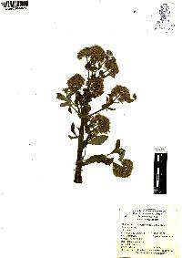Arracacia rigida image