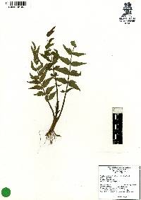 Berula erecta image