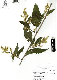 Chamissoa altissima image