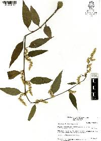 Chamissoa altissima image
