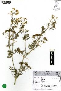 Conium maculatum image