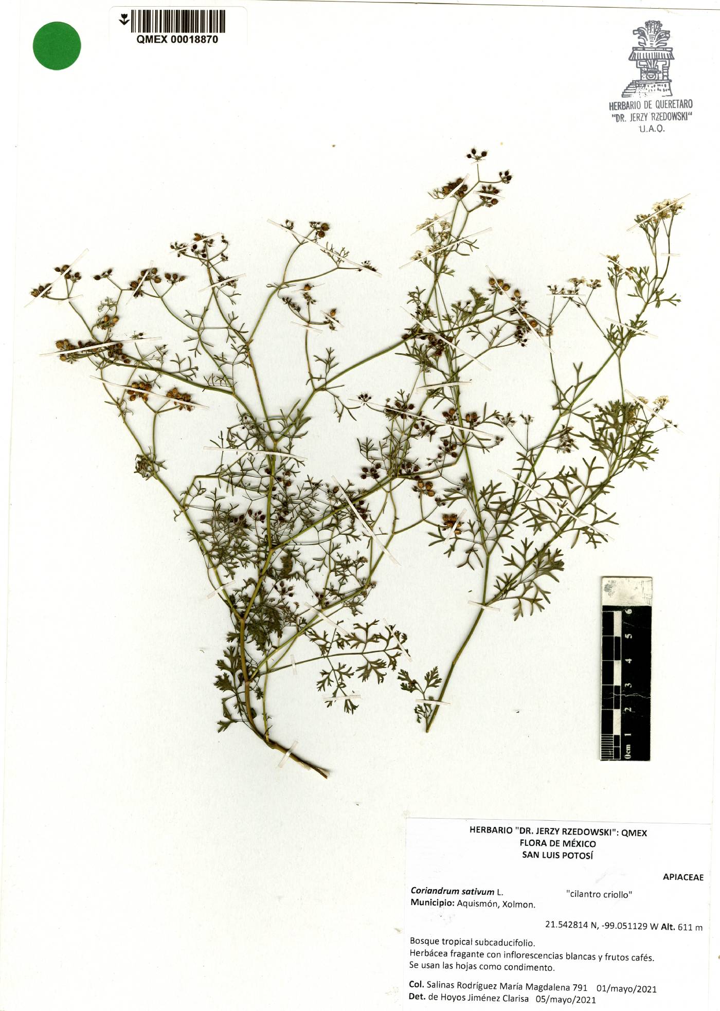 Coriandrum sativum image
