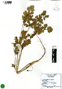 Coriandrum sativum image