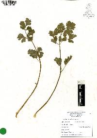 Coriandrum sativum image