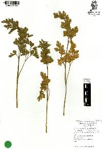 Coriandrum sativum image