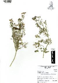 Coriandrum sativum image