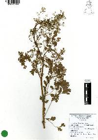 Coriandrum sativum image