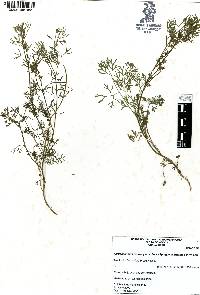 Cyclospermum leptophyllum image