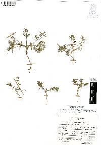 Cyclospermum leptophyllum image