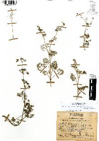 Cyclospermum leptophyllum image
