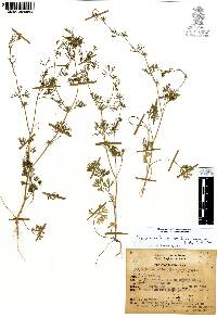 Cyclospermum leptophyllum image