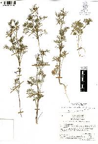 Cyclospermum leptophyllum image