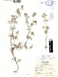 Cyclospermum leptophyllum image