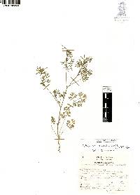 Cyclospermum leptophyllum image