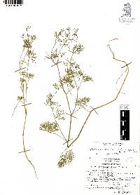 Cyclospermum leptophyllum image