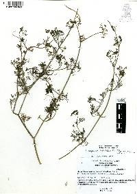 Cyclospermum leptophyllum image