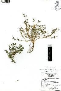 Cyclospermum leptophyllum image