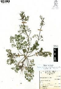 Cyclospermum leptophyllum image