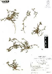 Cyclospermum leptophyllum image