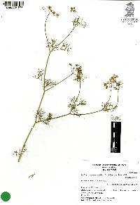 Cyclospermum leptophyllum image