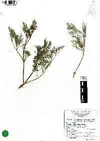 Cyclospermum leptophyllum image