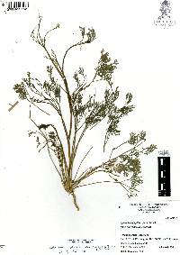 Cyclospermum leptophyllum image