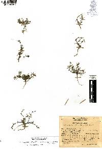 Cyclospermum leptophyllum image