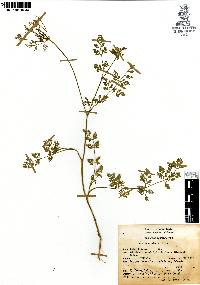 Daucus montanus image