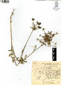 Daucus montanus image