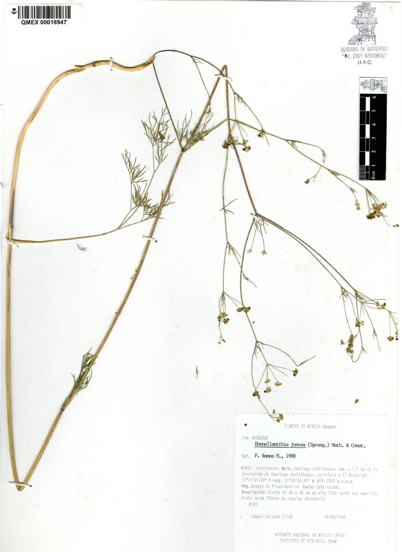 Donnellsmithia juncea image