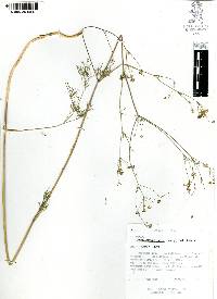 Donnellsmithia juncea image