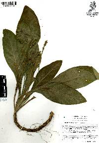 Elytraria macrophylla image