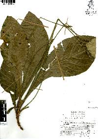 Elytraria macrophylla image