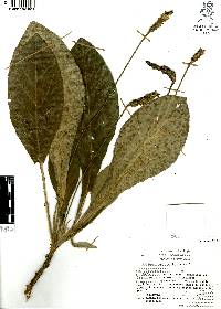 Elytraria macrophylla image