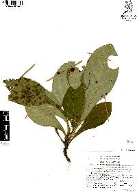 Elytraria macrophylla image